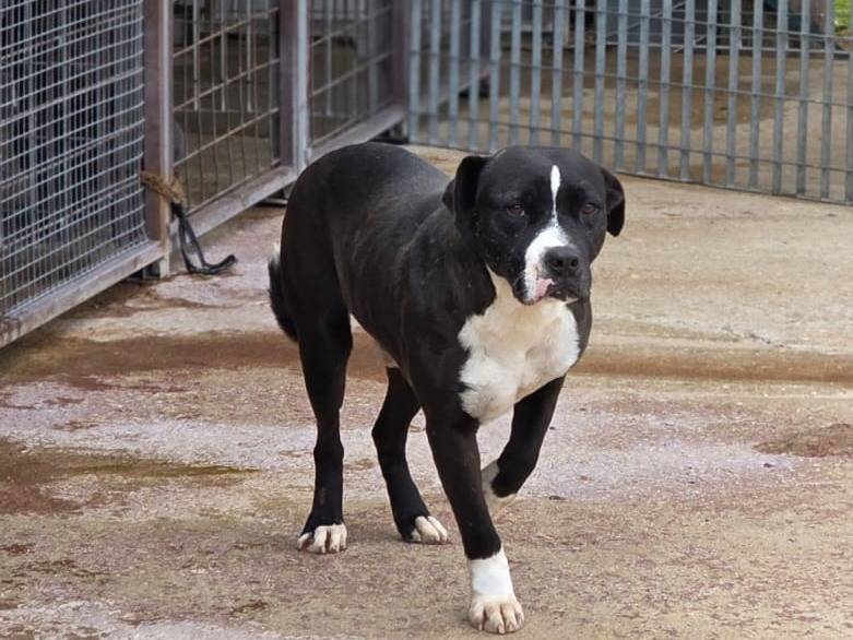Vuoi adottare un cane a Bari?
