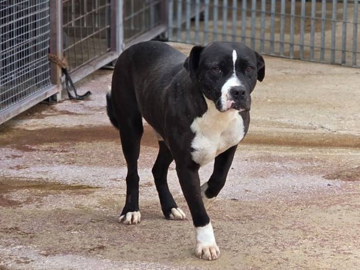 Adotta il cane Josè a Bari