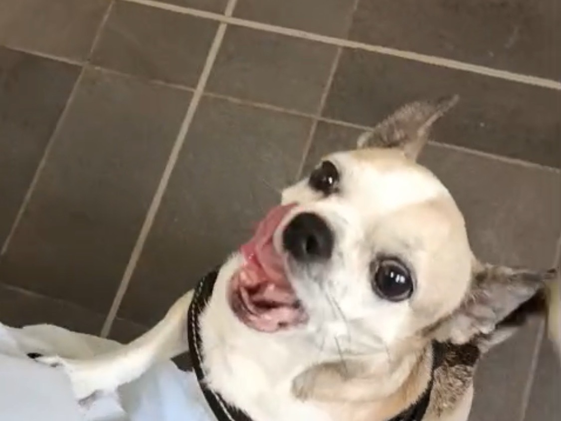 Adozione cane, maschio, Razza sconosciuta Razza sconosciuta, 6 anni e 4 mesi, taglia piccola, Piacenza