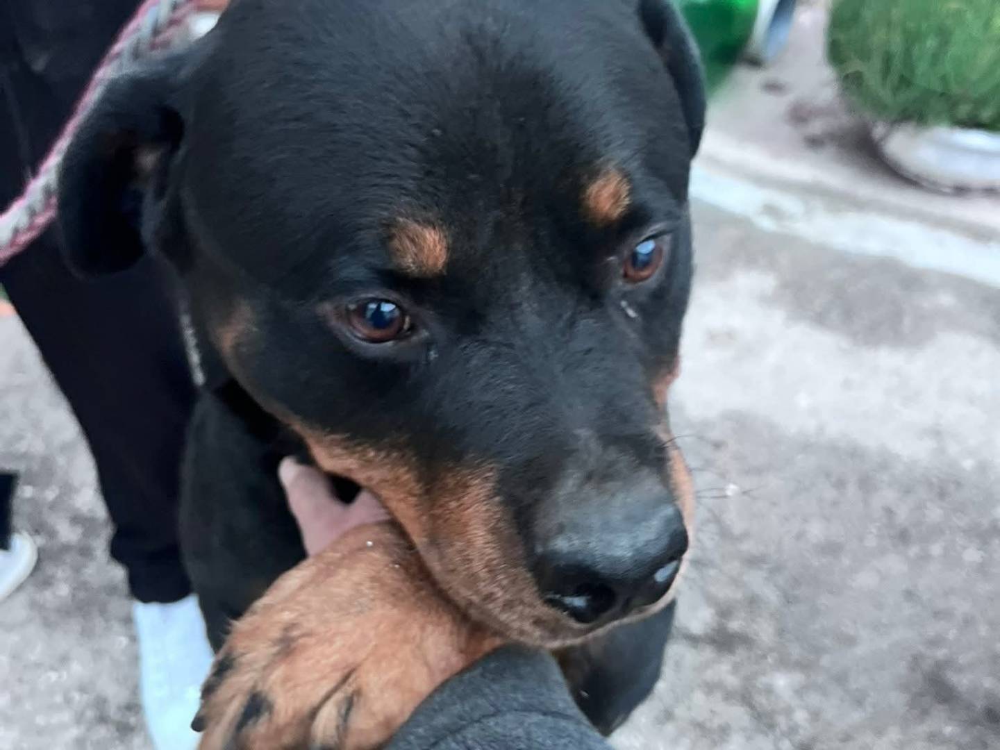 Adozione cane, maschio, Rottweiler Razza sconosciuta, 6 anni e 7 mesi, taglia gigante, Bari