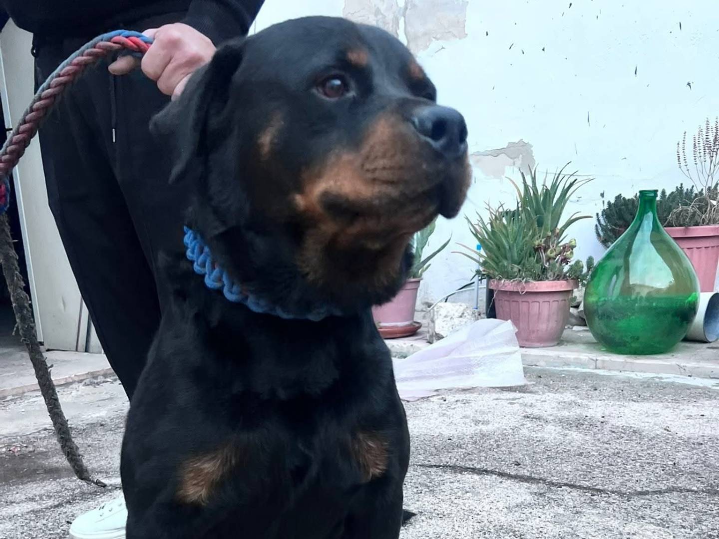 Adotta un cane, maschio, 6 anni e 7 mesi, Bari