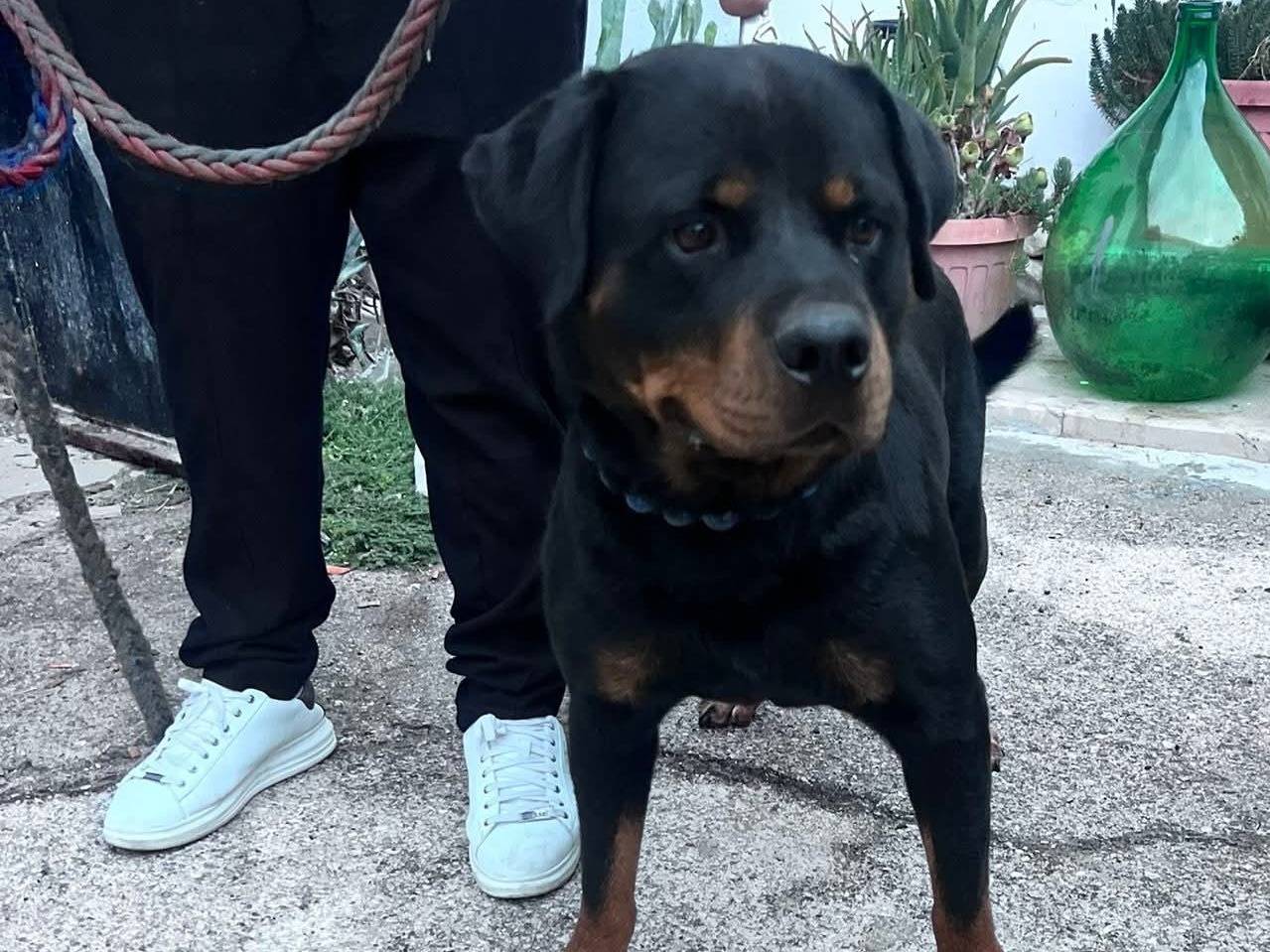 Adotta un cane, taglia gigante, maschio, Bari