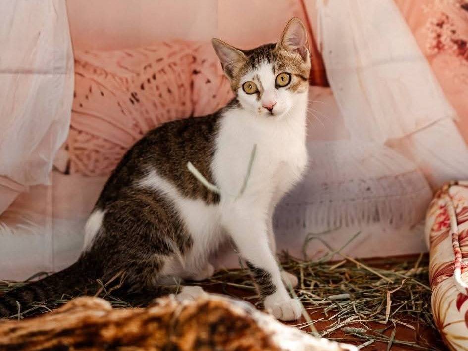 Adozione gatto, femmina, Razza sconosciuta Razza sconosciuta, 6 mesi, taglia non valida, Bari