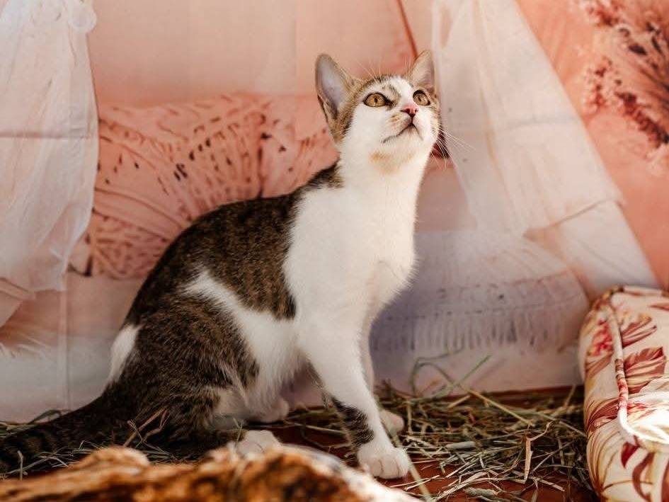 Adotta un gatto, femmina, 6 mesi, Bari