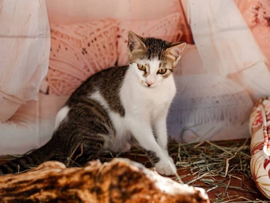 Adotta un gatto, taglia non valida, femmina, Bari