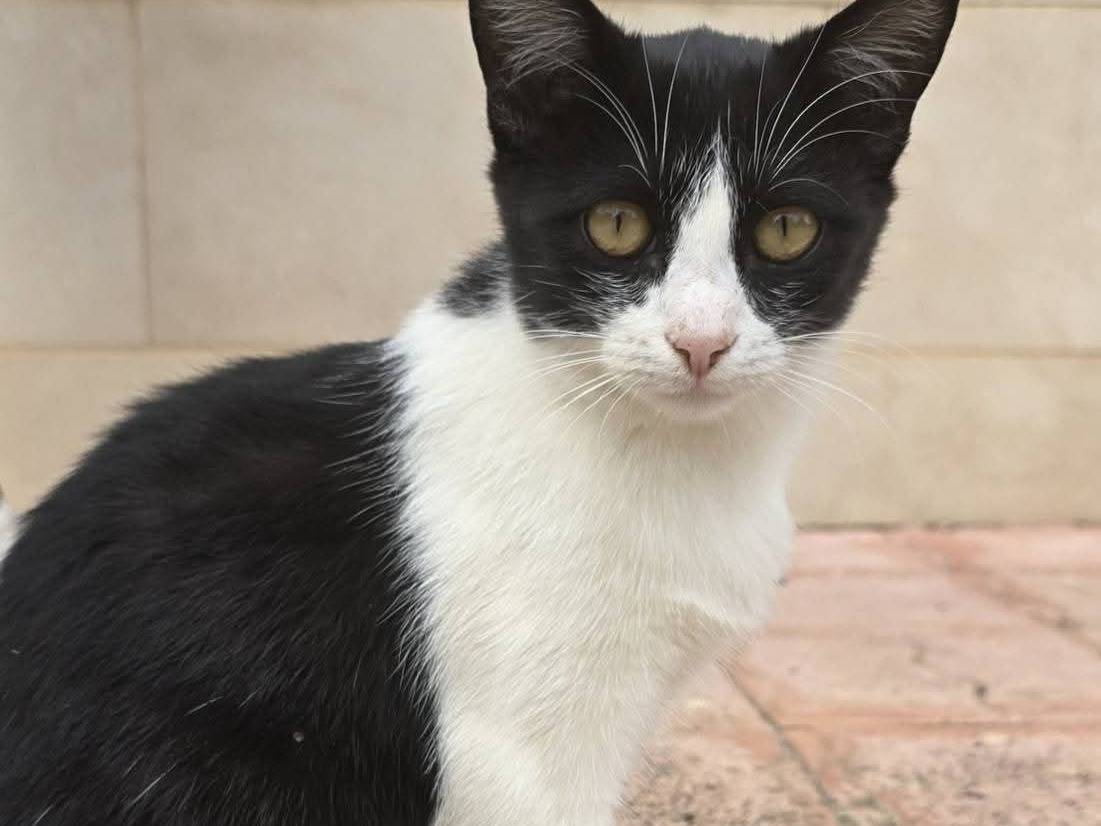 Adozione gatto, femmina, Razza sconosciuta Razza sconosciuta, 5 mesi, taglia non valida, Bari