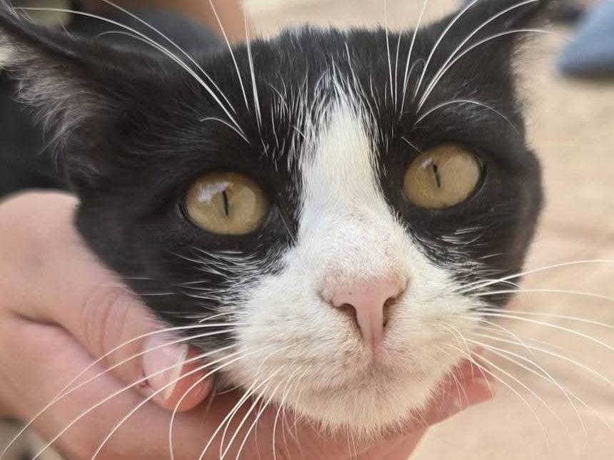 Adotta un gatto, femmina, 5 mesi, Bari