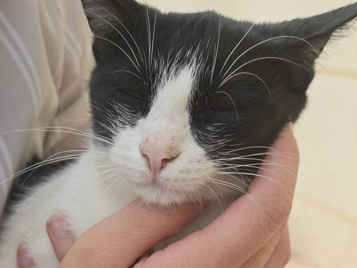 Adotta un gatto, taglia non valida, femmina, Bari
