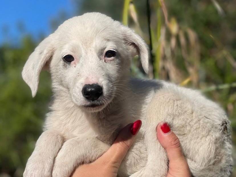 Adozione cane, femmina, Razza sconosciuta Razza sconosciuta, 2 mesi, taglia media, Latina