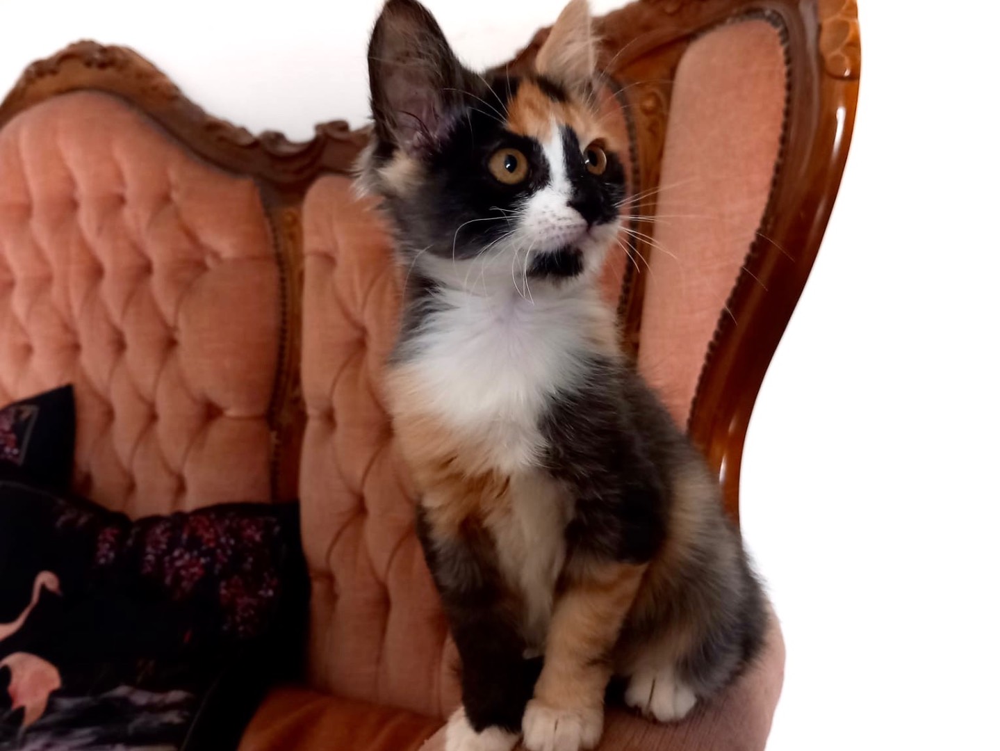 Adozione gatto, femmina, Razza sconosciuta Razza sconosciuta, 2 mesi, taglia non valida, Latina