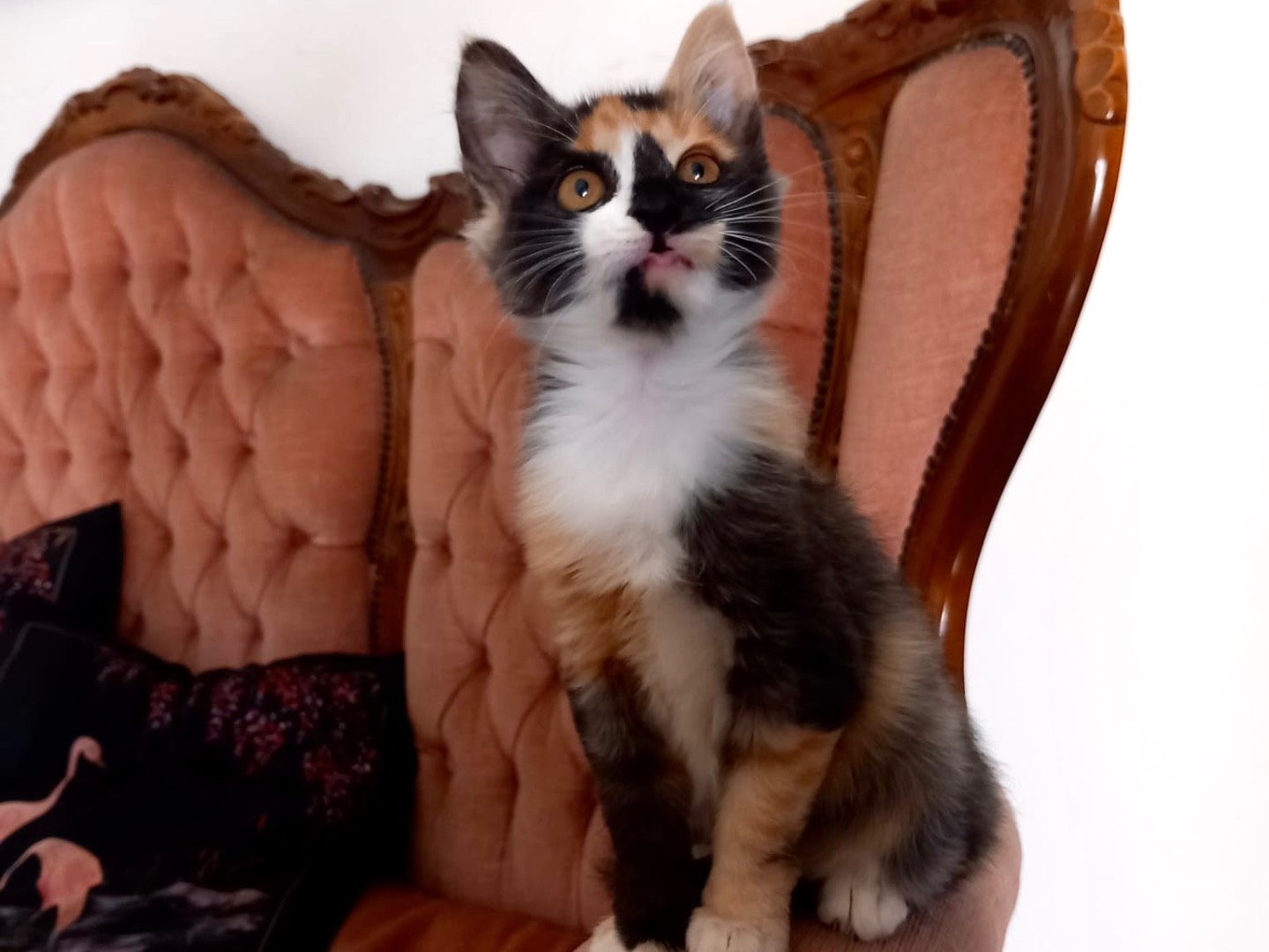 Adotta un gatto, femmina, 2 mesi, Latina