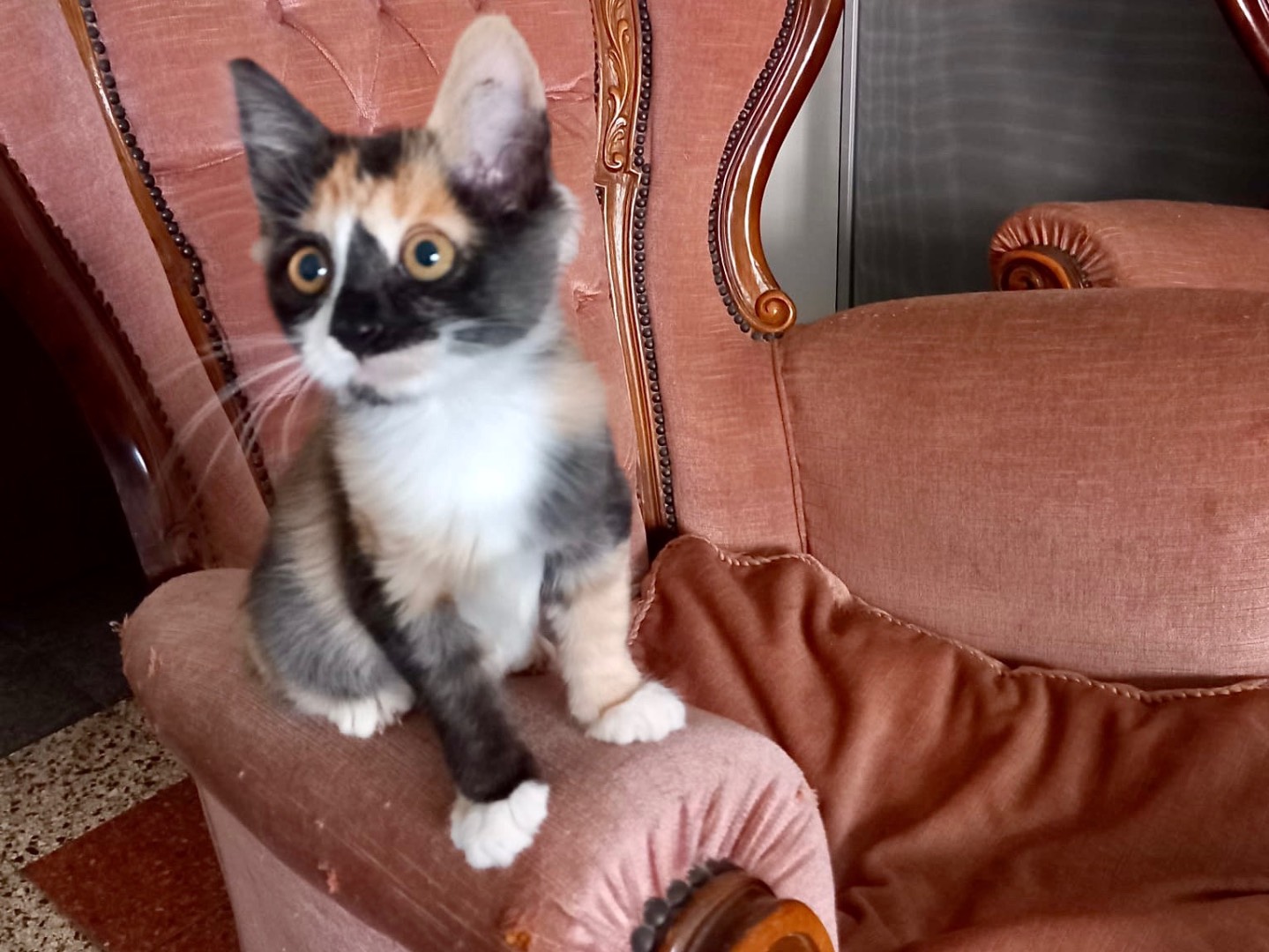Adotta un gatto, taglia non valida, femmina, Latina