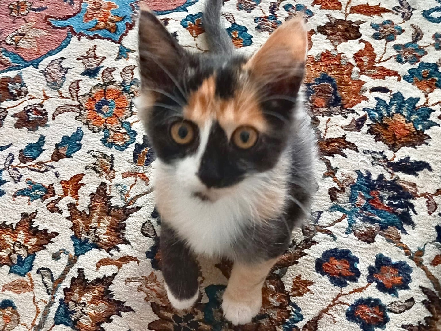 Vuoi adottare un gatto a Latina?