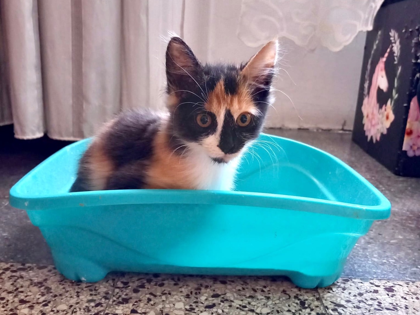 Adotta il gatto Ellie a Latina