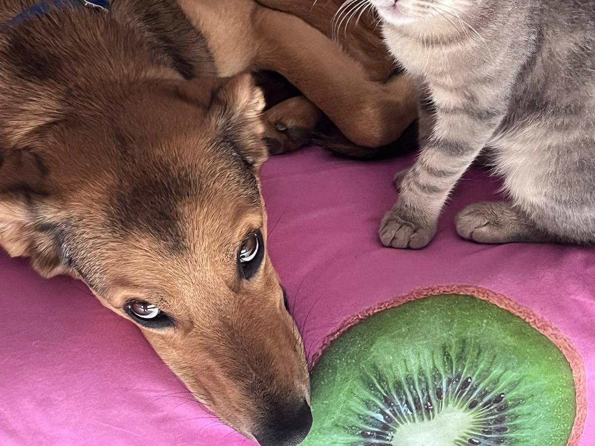 Adozione cane, maschio, Razza sconosciuta Razza sconosciuta, 4 anni e 2 mesi, taglia media, Pescara