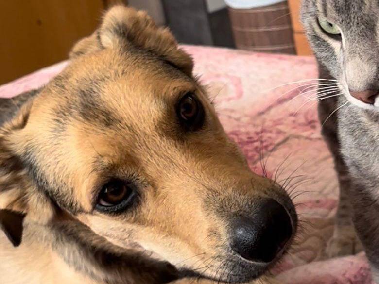 Adotta un cane, maschio, 4 anni e 2 mesi, Pescara