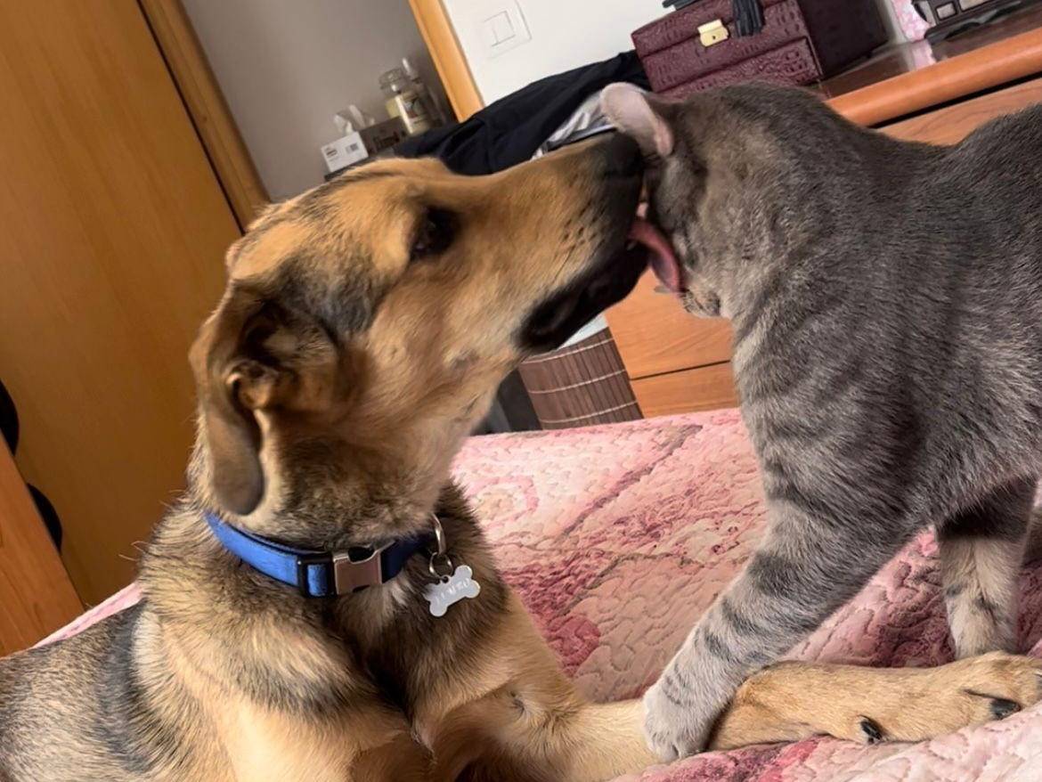 Adotta un cane, taglia media, maschio, Pescara