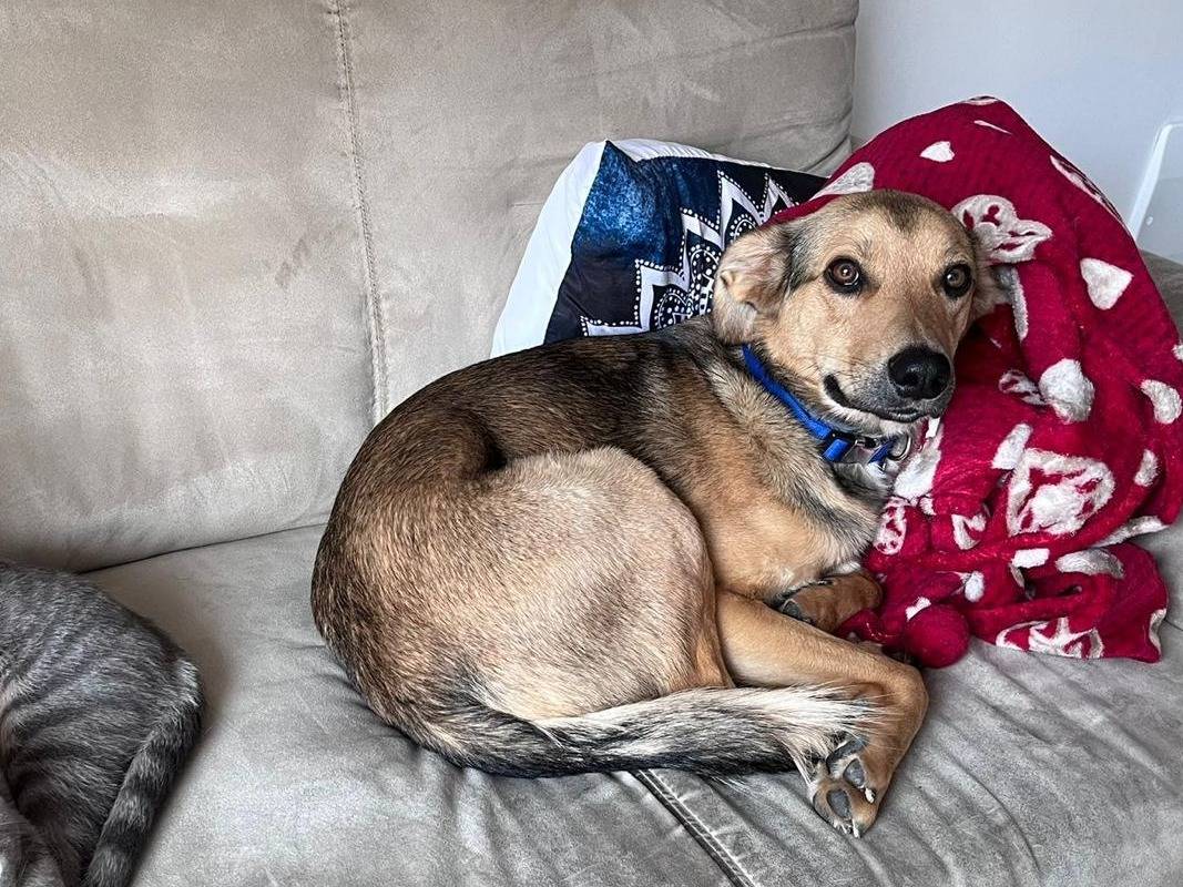 Vuoi adottare un cane a Pescara?