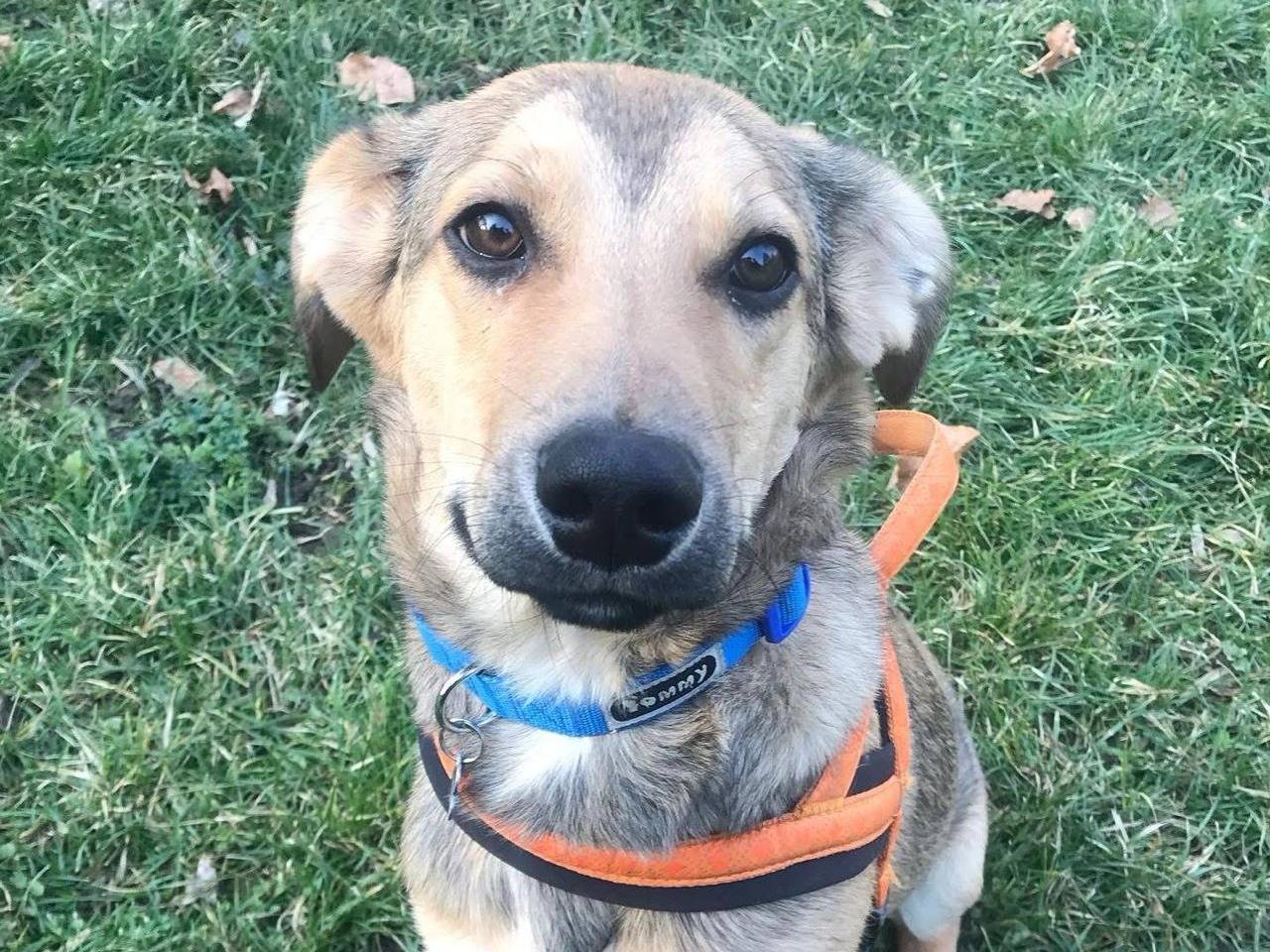 Adotta il cane JIMBO a Pescara