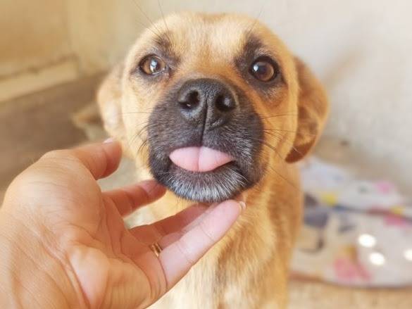 Adozione cane, femmina, Razza sconosciuta Razza sconosciuta, 3 anni e 2 mesi, taglia piccola, Avellino