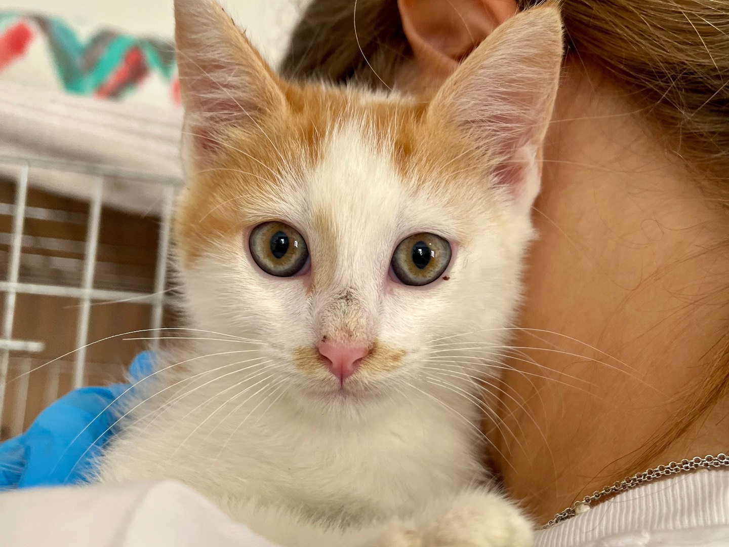 Adozione gatto, maschio, Razza sconosciuta Razza sconosciuta, 4 mesi, taglia non valida, Padova