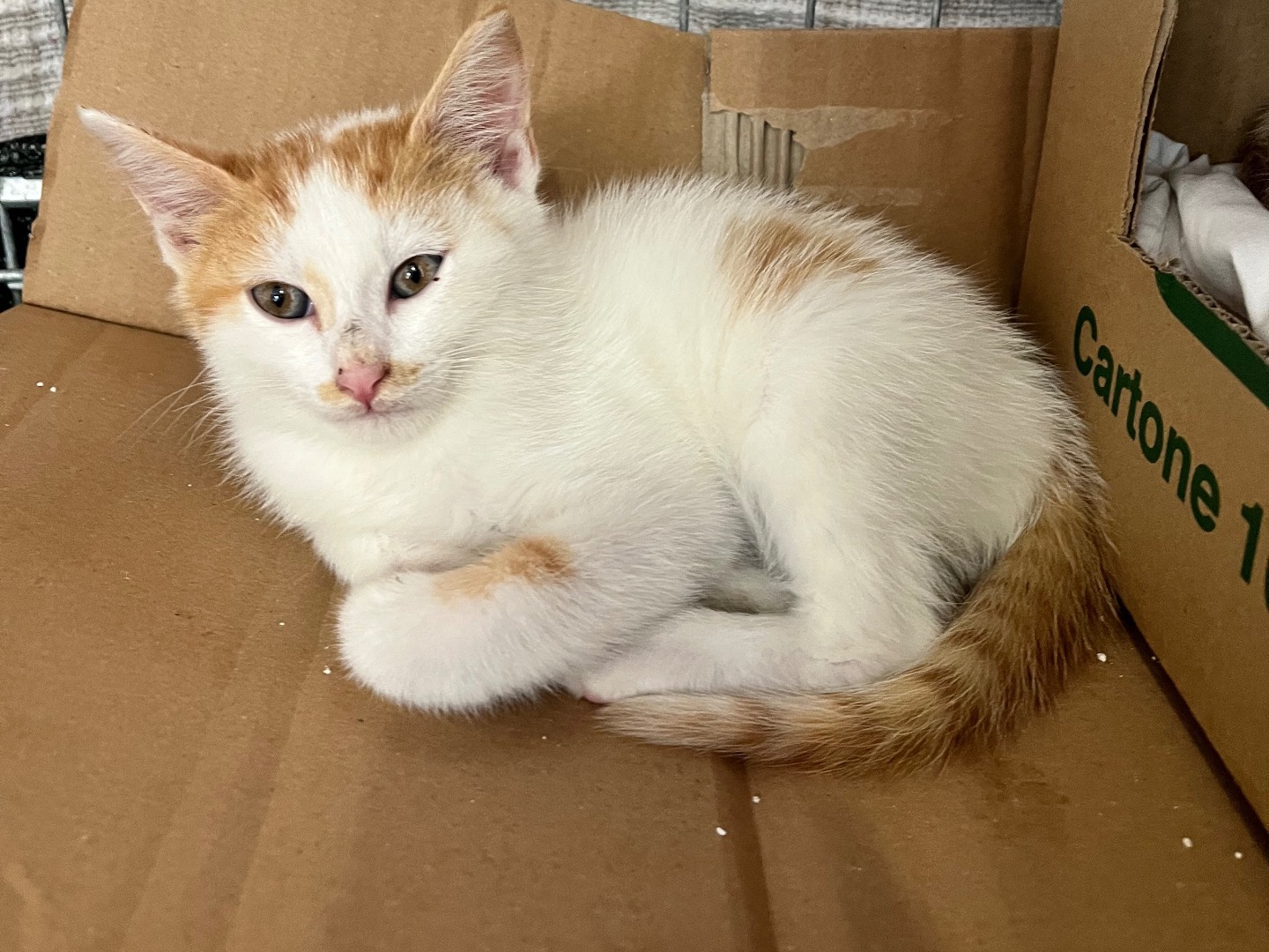 Adotta un gatto, maschio, 4 mesi, Padova