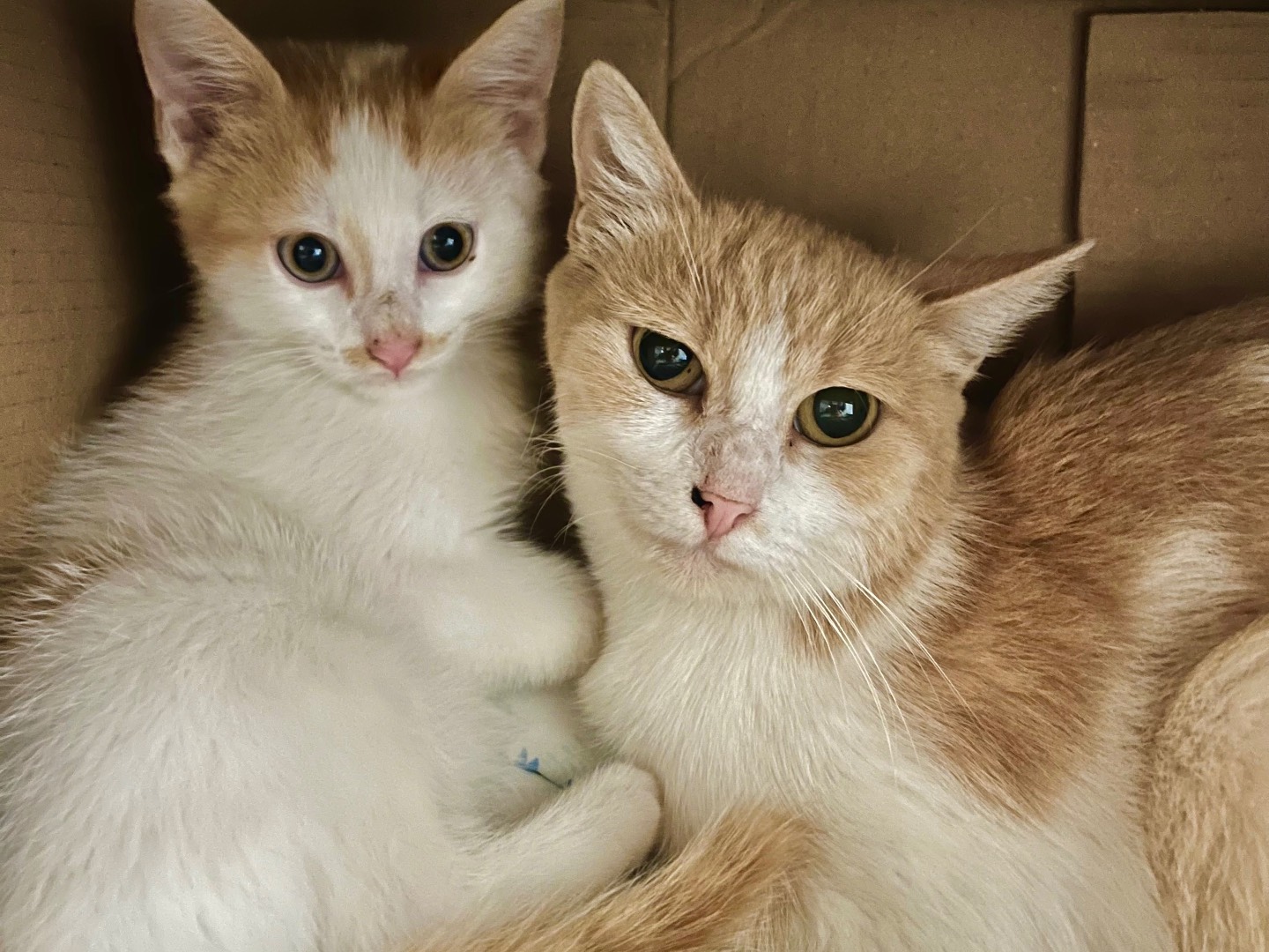 Adotta un gatto, taglia non valida, maschio, Padova