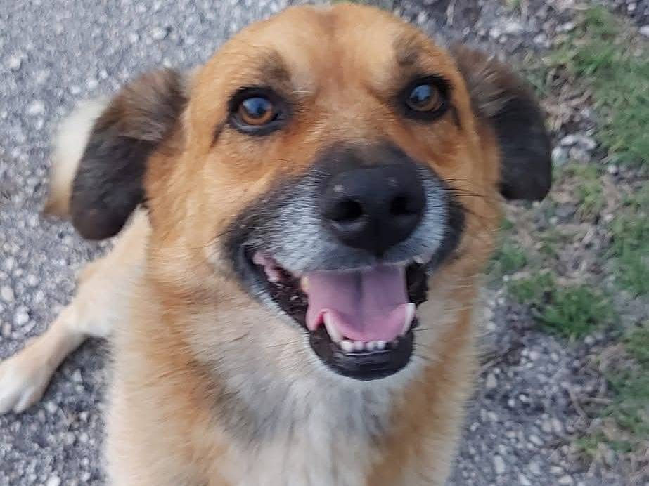 Adozione cane, maschio, Razza sconosciuta Razza sconosciuta, 5 anni e 11 mesi, taglia media contenuta, Napoli