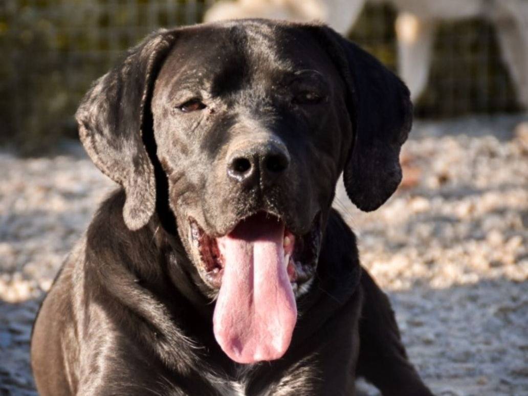 Adozione cane, maschio, Corso Razza sconosciuta, 3 anni e 4 mesi, taglia gigante, Crotone