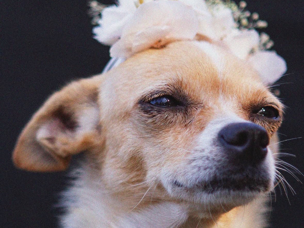 Adotta il cane Tequila  a Treviso