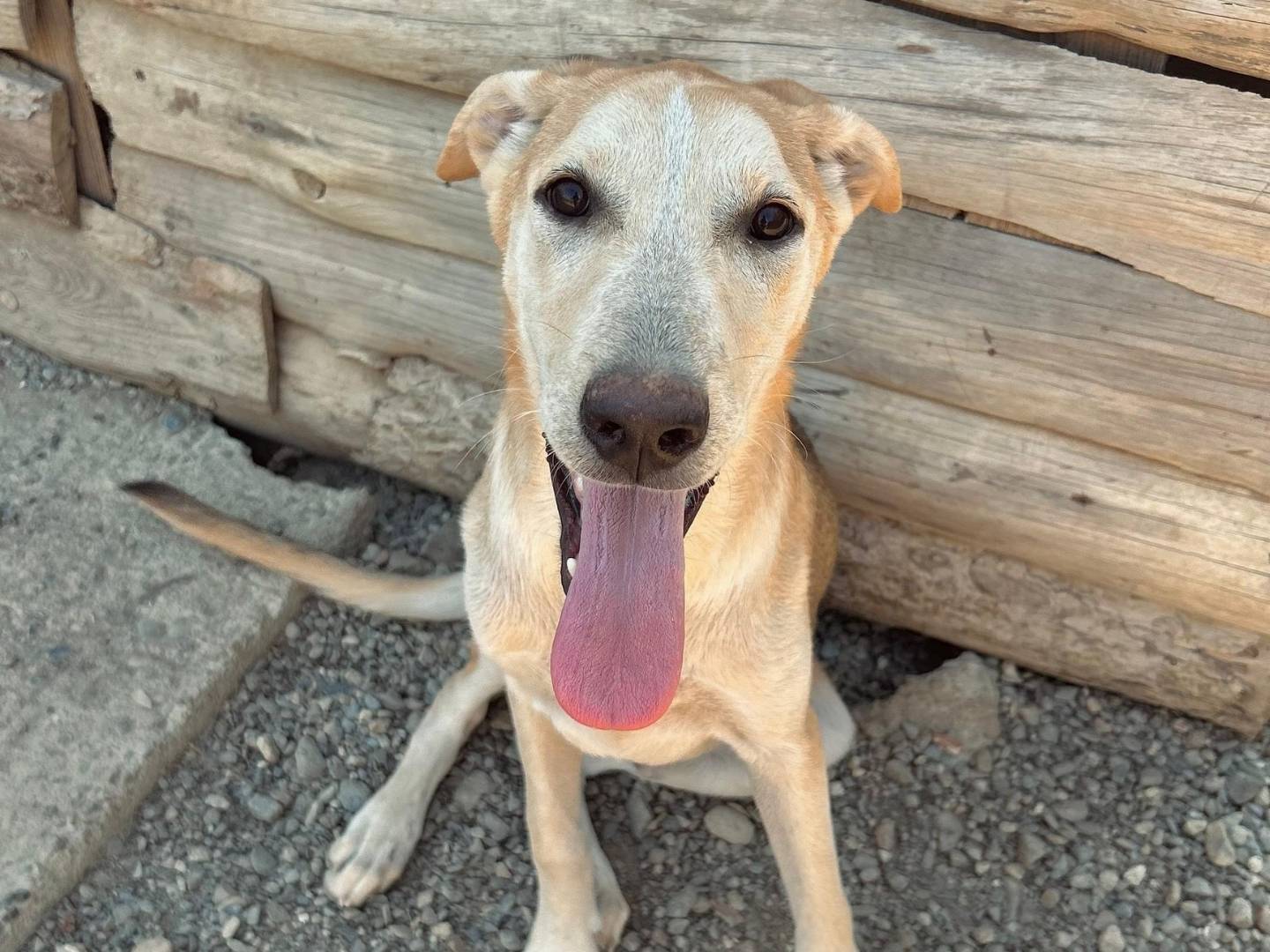 Adozione cane, maschio, Razza sconosciuta Razza sconosciuta, 9 mesi, taglia media, Crotone