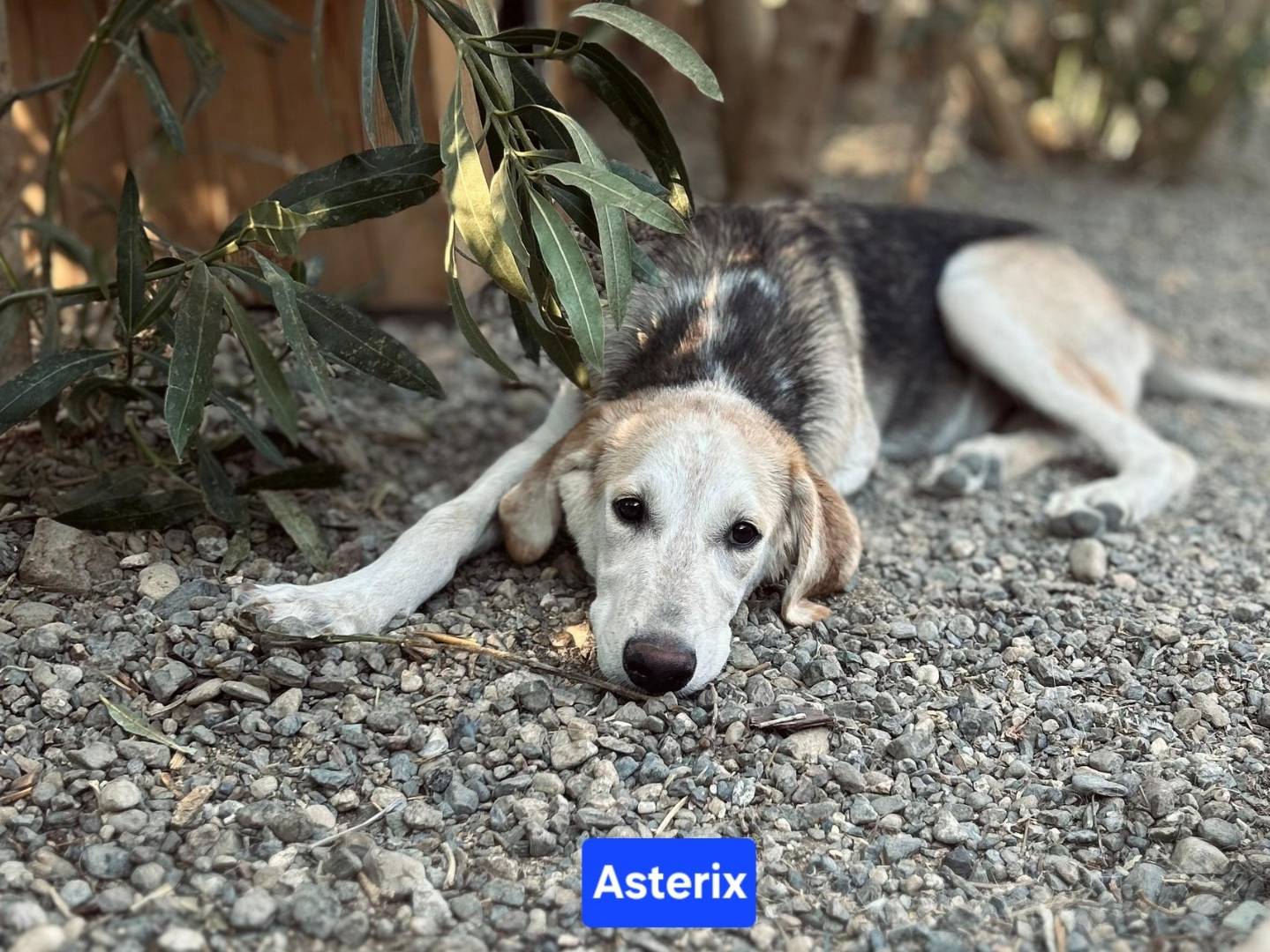 Adozione cane, maschio, Razza sconosciuta Razza sconosciuta, 7 mesi, taglia media, Crotone