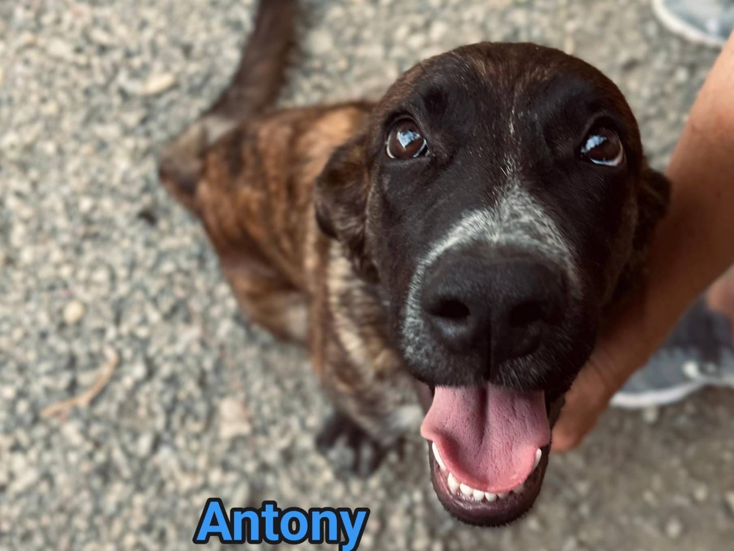 Adozione cane, maschio, Razza sconosciuta Razza sconosciuta, 7 mesi, taglia media, Crotone