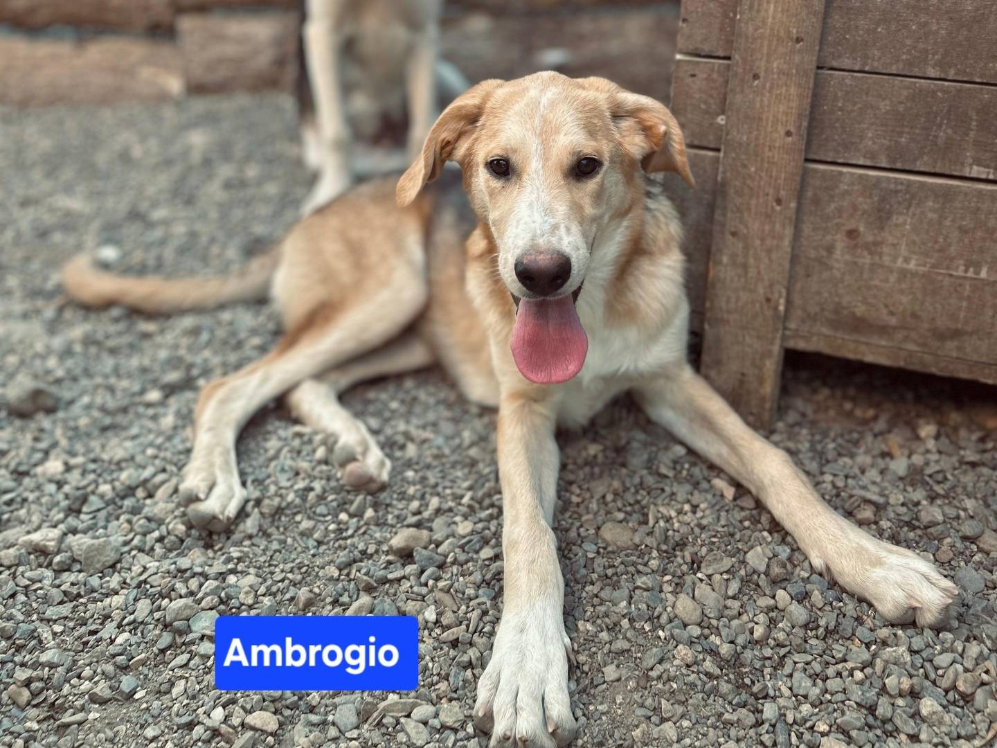 Adozione cane, maschio, Razza sconosciuta Razza sconosciuta, 8 mesi, taglia media, Crotone