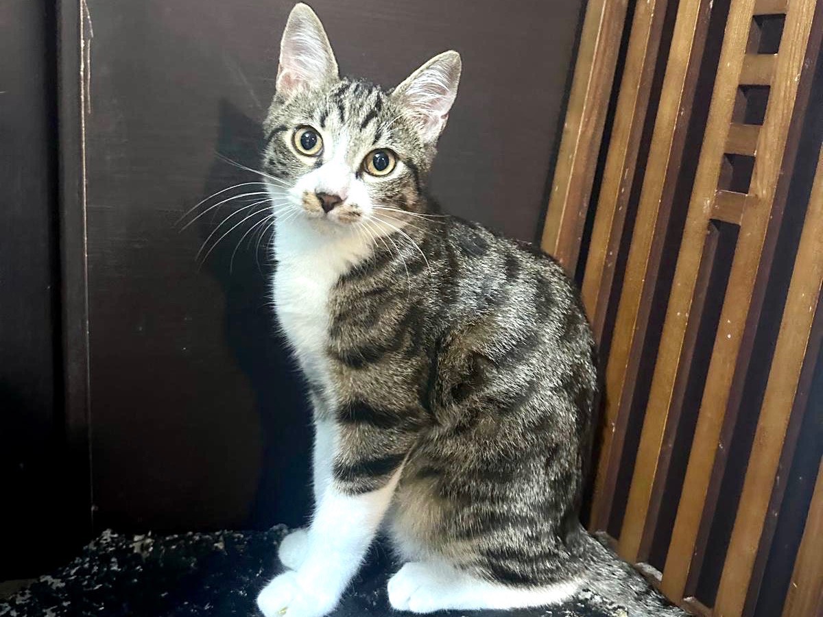 Adozione gatto, maschio, Razza sconosciuta Razza sconosciuta, 6 mesi, taglia non valida, Latina