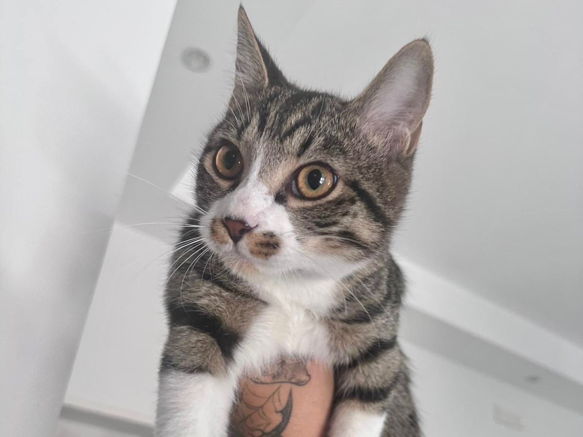 Adotta un gatto, maschio, 6 mesi, Latina