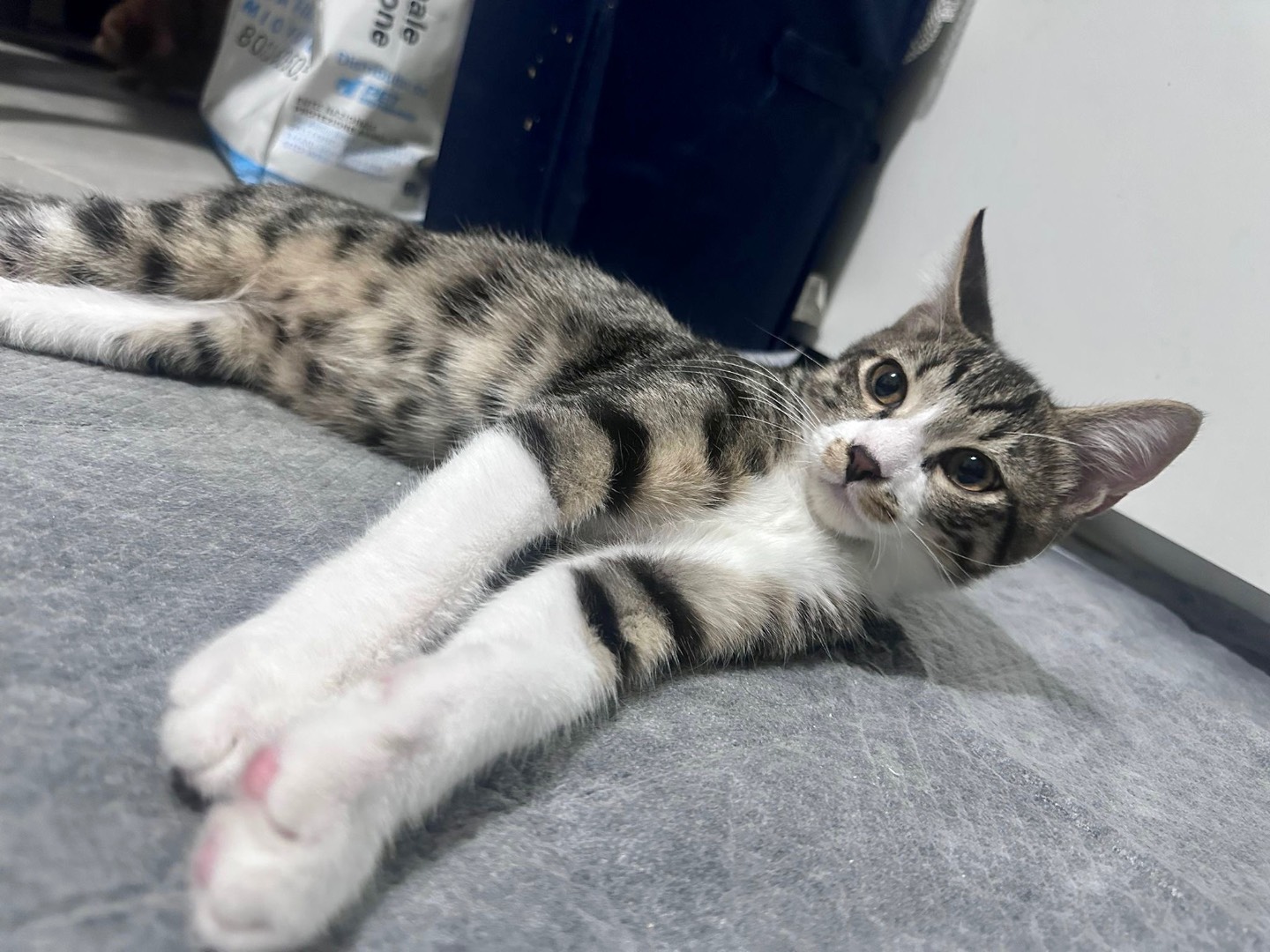 Adotta un gatto, taglia non valida, maschio, Latina