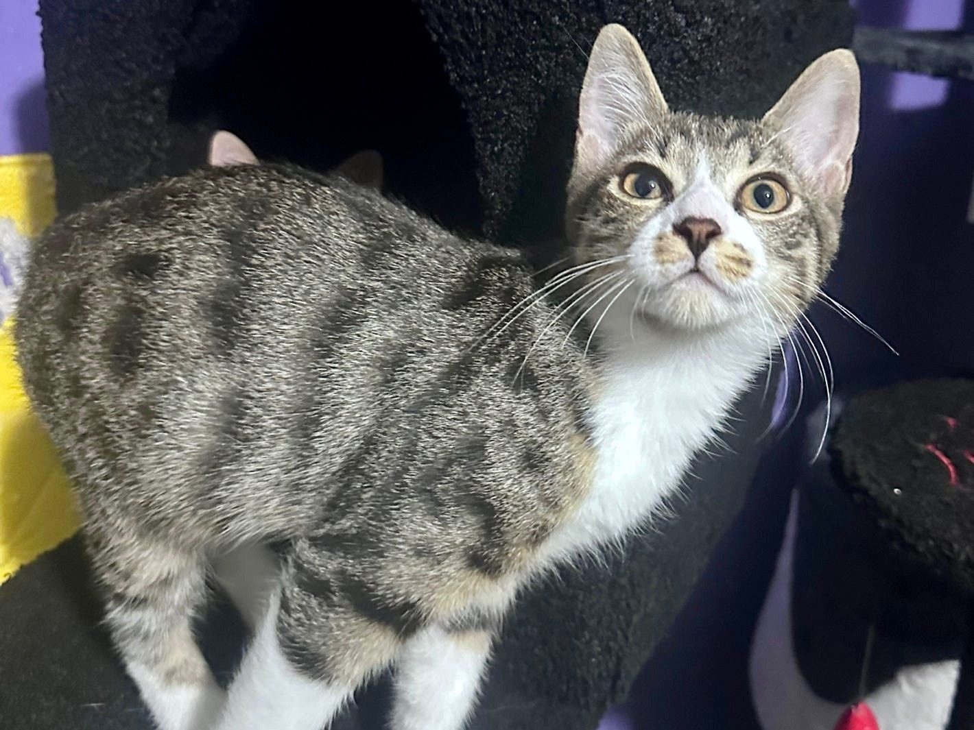 Adotta il gatto Russel a Latina