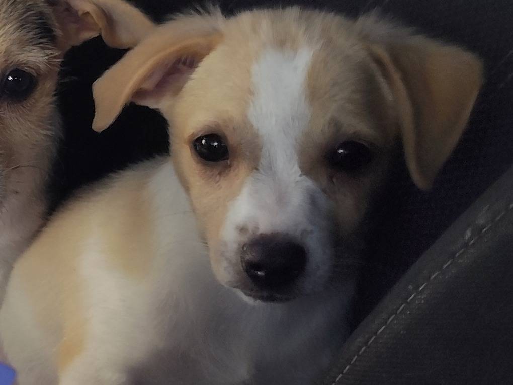 Adozione cane, maschio, Razza sconosciuta Razza sconosciuta, 2 mesi, taglia piccola, Messina