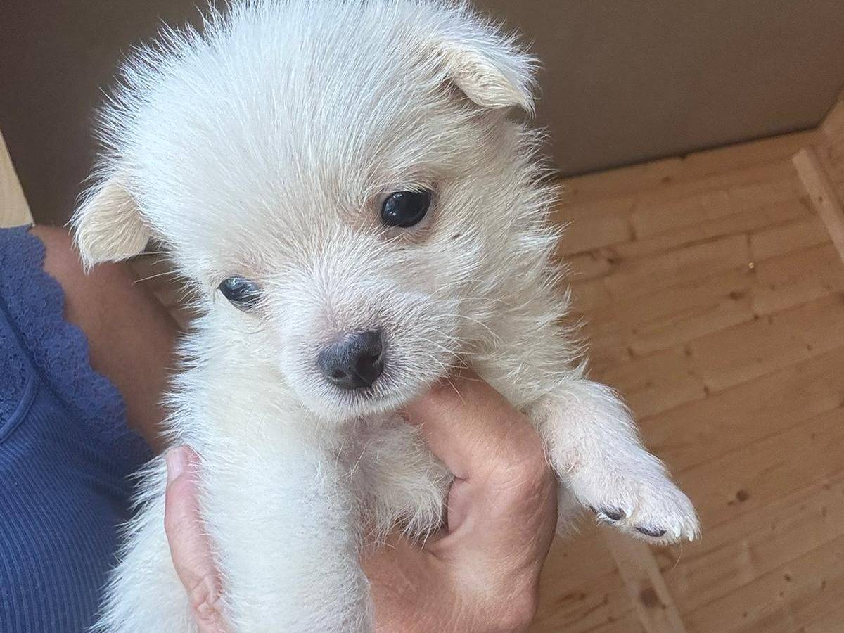 Adozione cane, maschio, Razza sconosciuta Razza sconosciuta, 2 mesi, taglia piccola, Messina