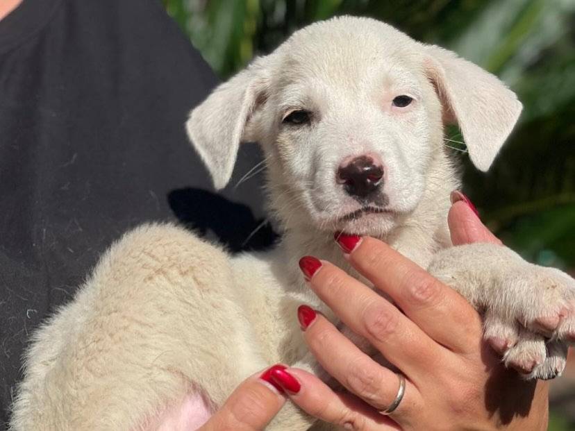 Adozione cane, maschio, Razza sconosciuta Razza sconosciuta, 2 mesi, taglia grande, Latina