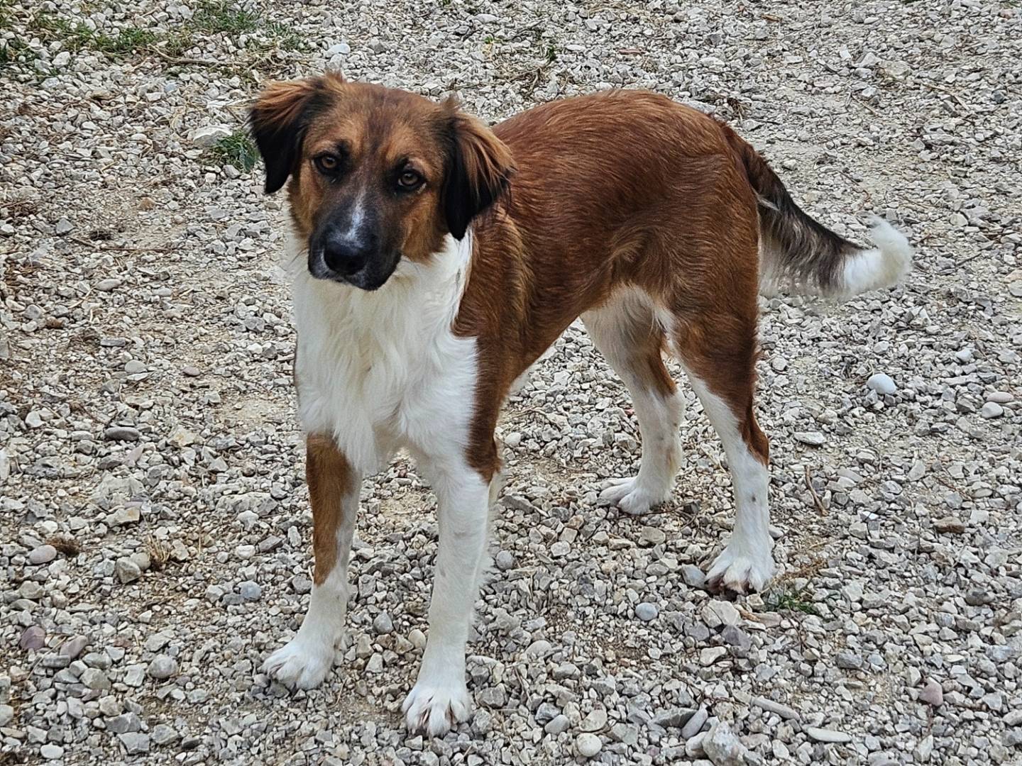 Adozione cane, femmina, Razza sconosciuta Razza sconosciuta, 1 anno e 5 mesi, taglia media contenuta, Terni