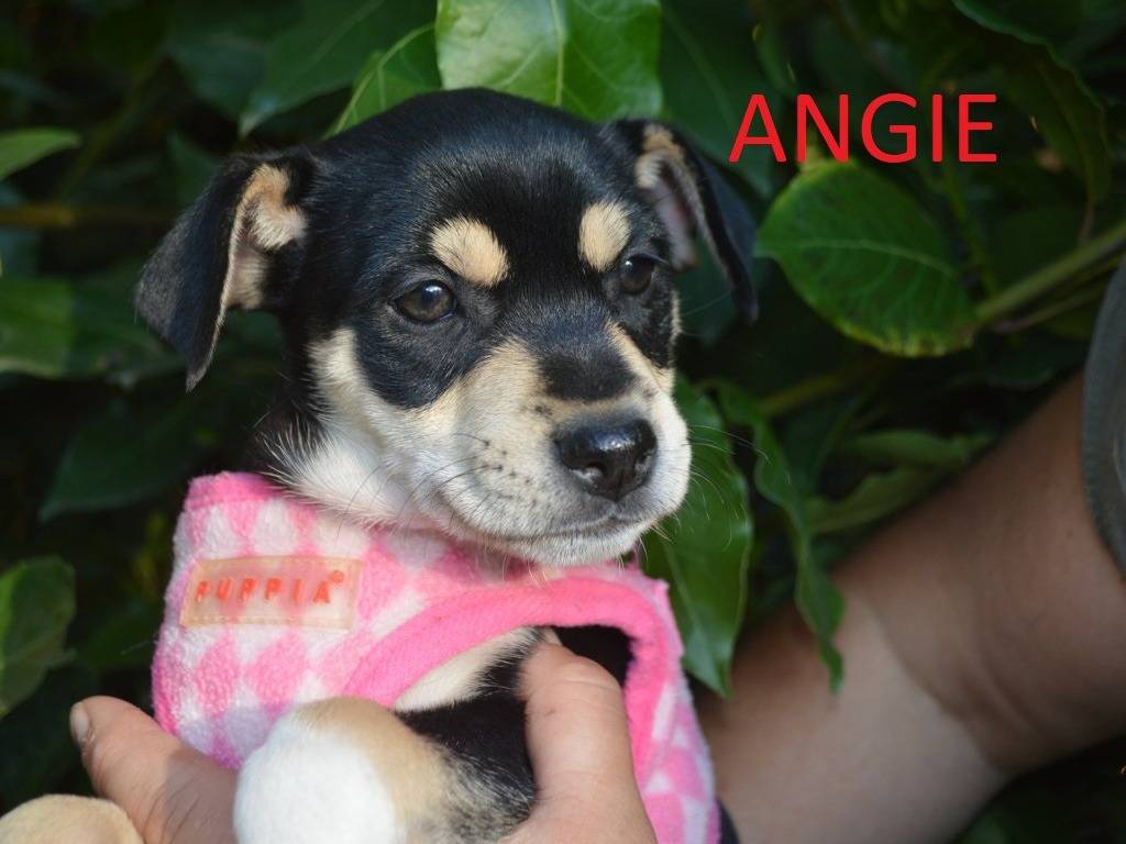 Adozione cane, femmina, Pinscher Razza sconosciuta, 2 mesi, taglia piccola, Lecce