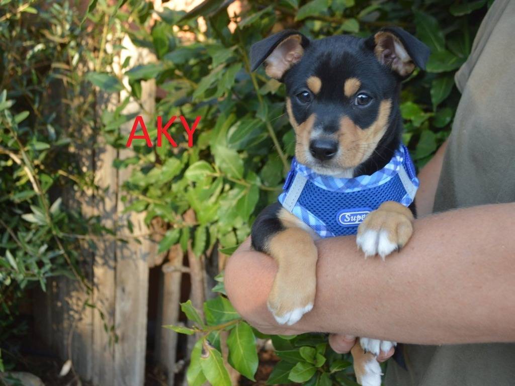 Adozione cane, maschio, Pinscher Razza sconosciuta, 2 mesi, taglia piccola, Lecce