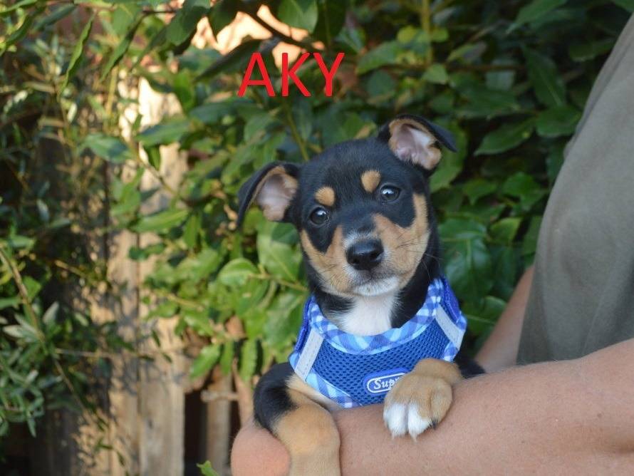 Adotta un cane, maschio, 2 mesi, Lecce