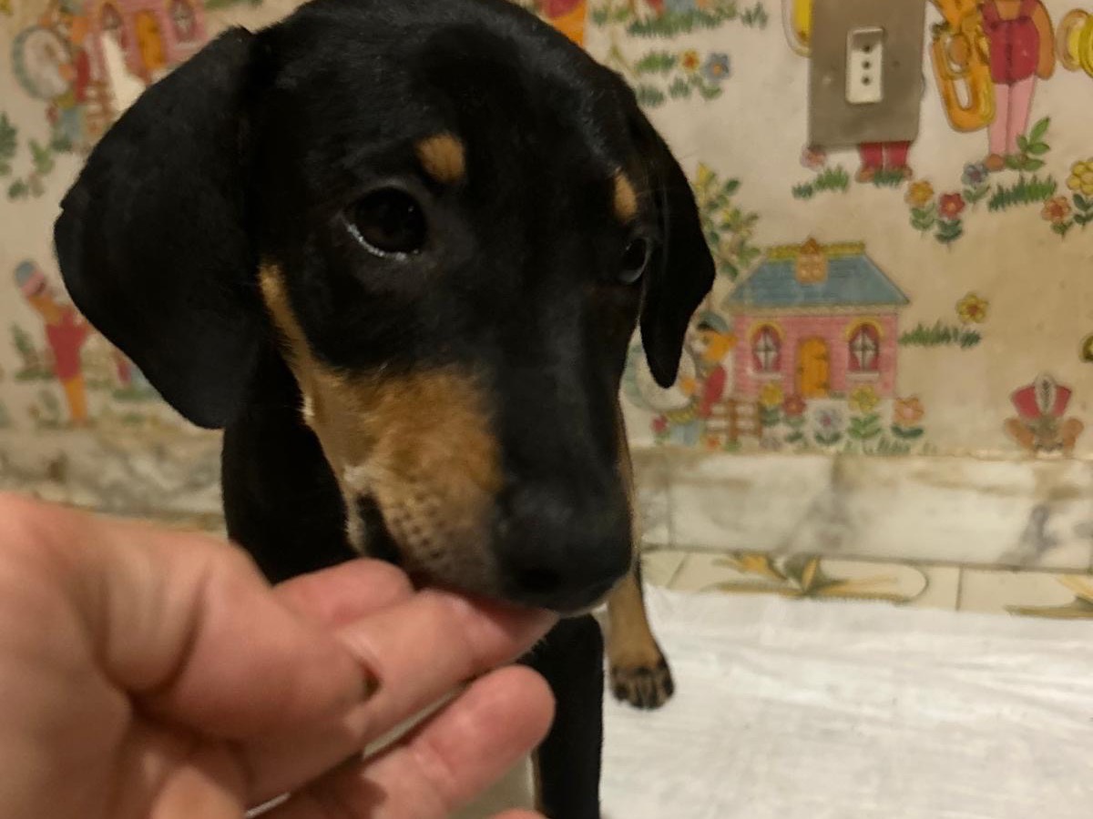 Vuoi adottare un cane a Torino?