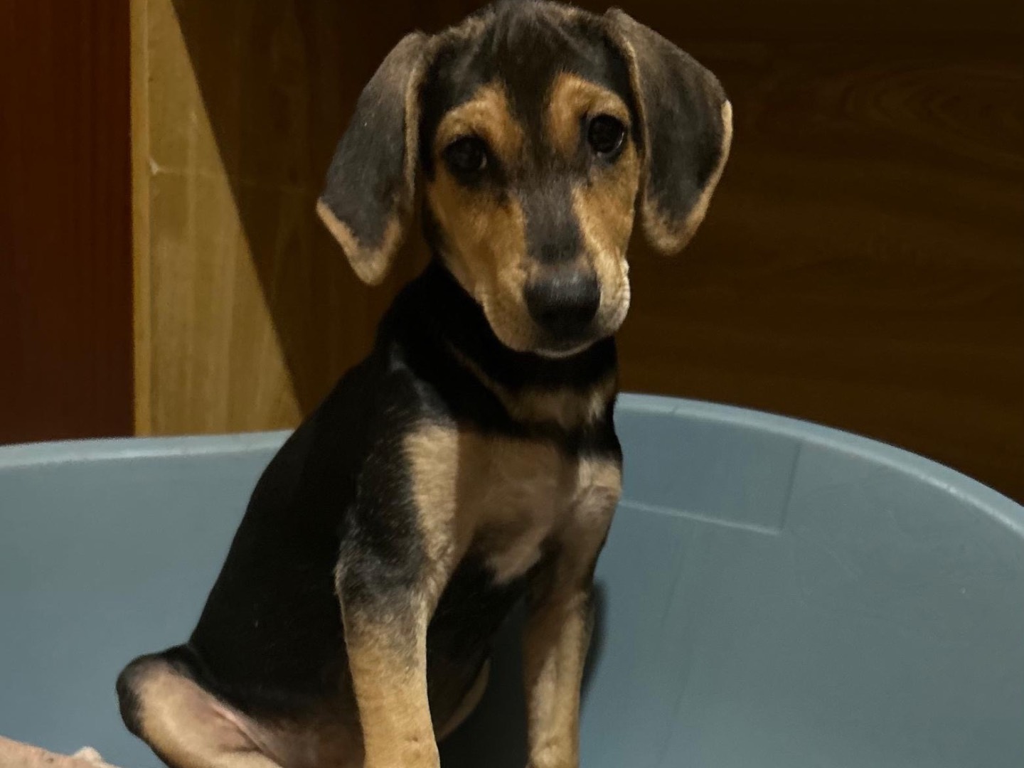 Adozione cane, maschio, Segugio Razza sconosciuta, 3 mesi, taglia piccola, Torino