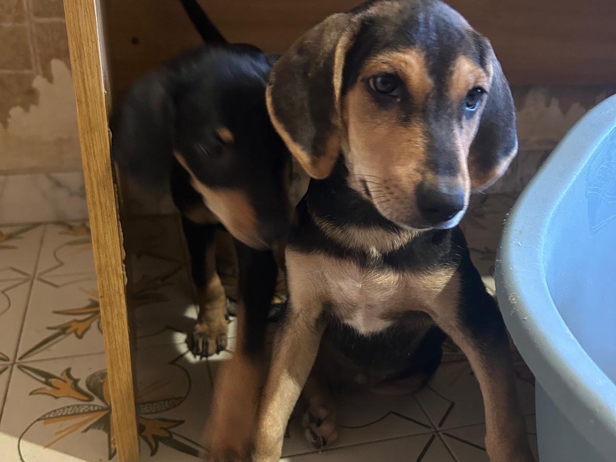 Adotta un cane, maschio, 3 mesi, Torino
