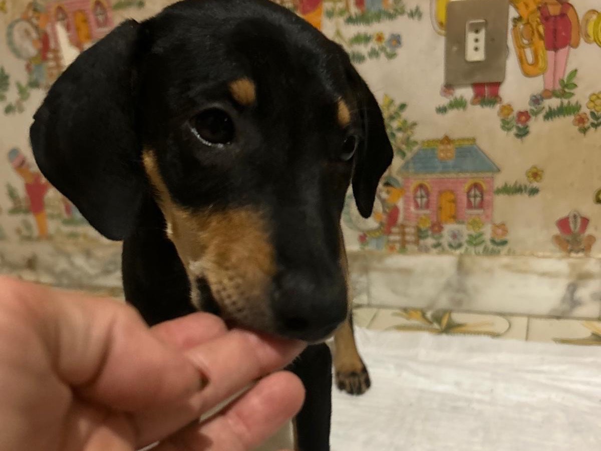 Adotta un cane, taglia piccola, maschio, Torino