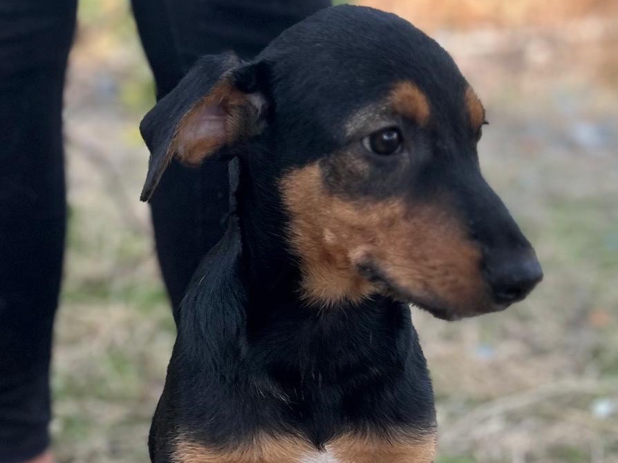 Adozione cane, maschio, Segugio Razza sconosciuta, 3 mesi, taglia piccola, Torino